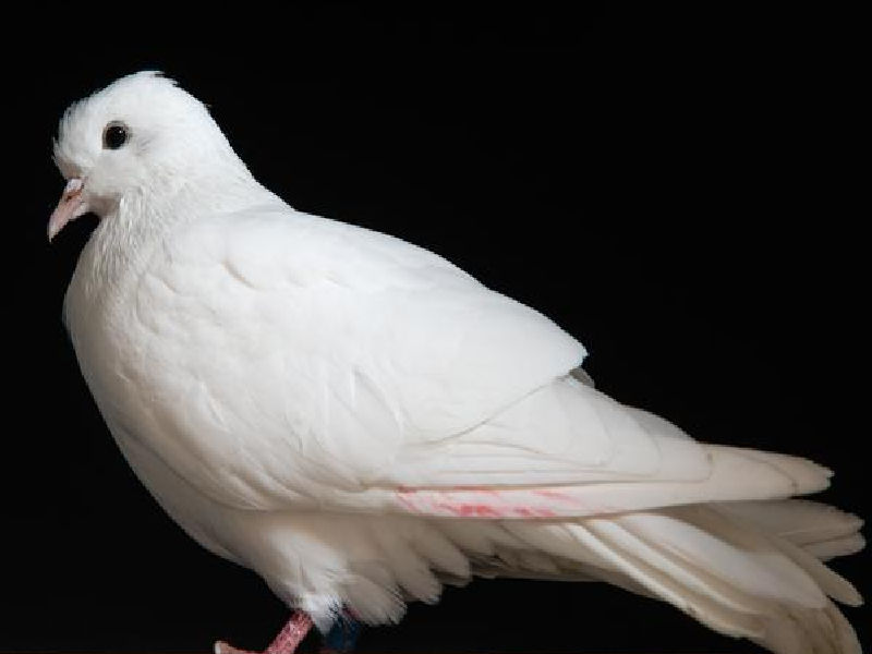 White Ringneck Doves for Sale